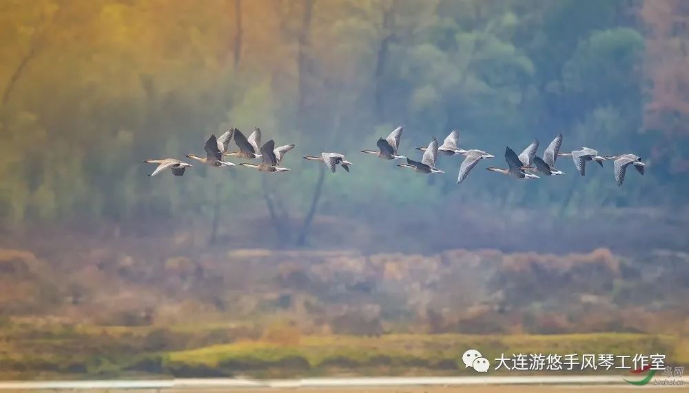 鸿雁吉他独奏简单谱_鸿雁笛谱_鸿雁简单版吉他独奏谱