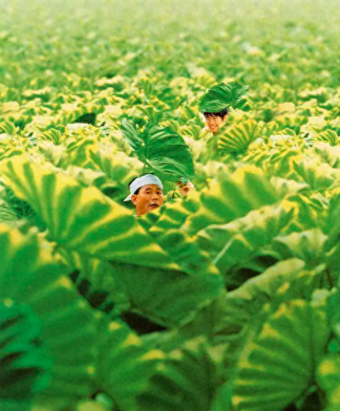 菊次郎的夏天钢琴谱_菊次郎夏天钢琴简易版_菊次郎夏天钢琴谱视频