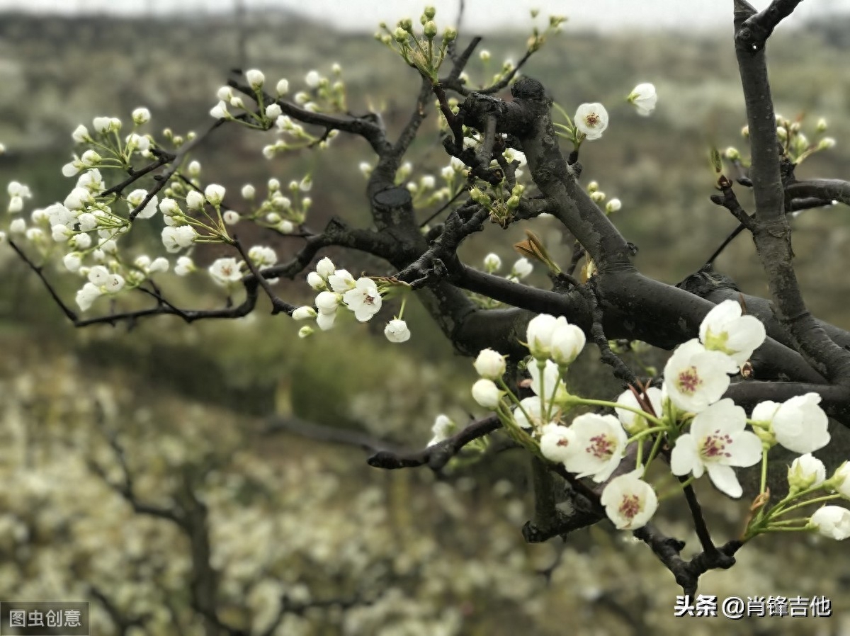 怀念战友吉他弹唱谱g调_夜来香吉他独奏谱谱_我怀念的吉他谱