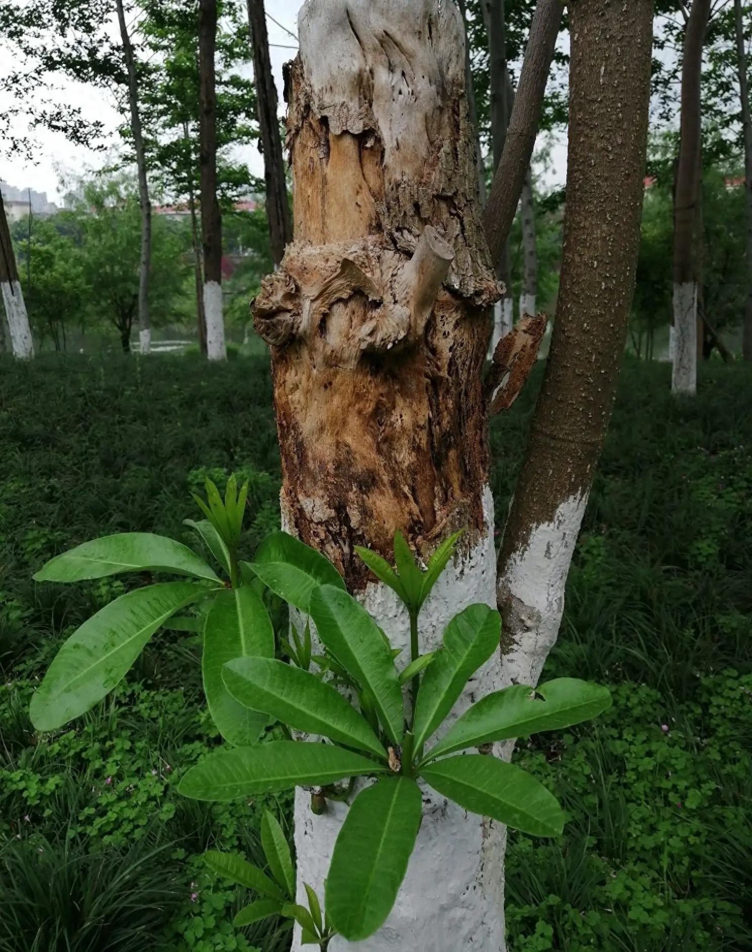 江河水二胡简谱视唱_江河水二胡谱_江河水二胡独奏谱