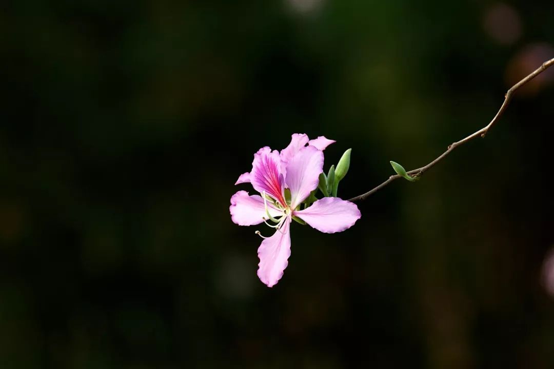 笛子独奏乡村美谱视频教学_乡村乐谱_乡村笛子纯音乐