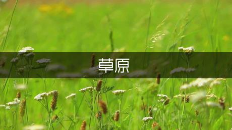 初中音乐《草原牧歌》说课稿