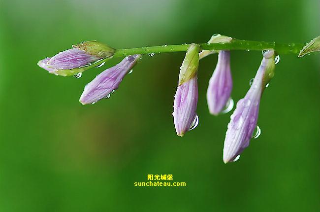 雨的印记(Kiss The Rain)