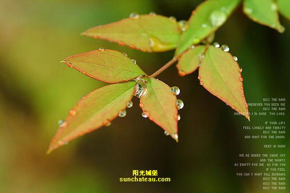 雨的印记(Kiss The Rain)