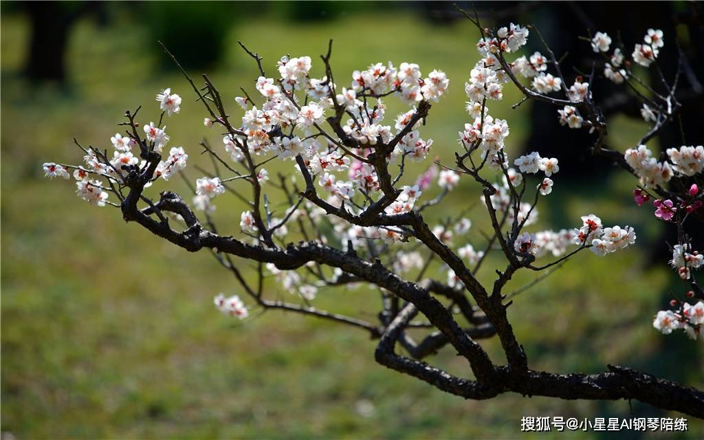 怎么编钢琴曲的结尾曲_钢琴曲尾奏怎么编_钢琴曲的结尾怎么弹比较好听些