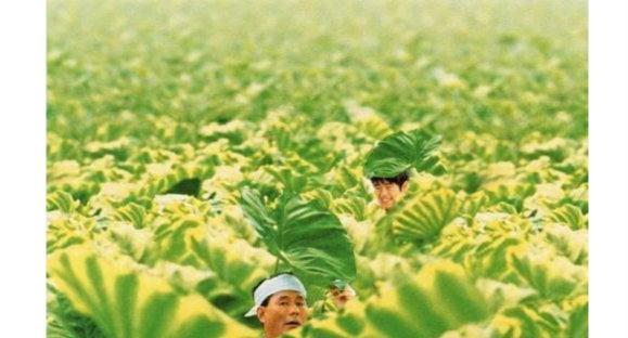 菊次郎的夏天钢琴曲_钢琴菊次朗的夏天_朗次菊的夏天钢琴谱