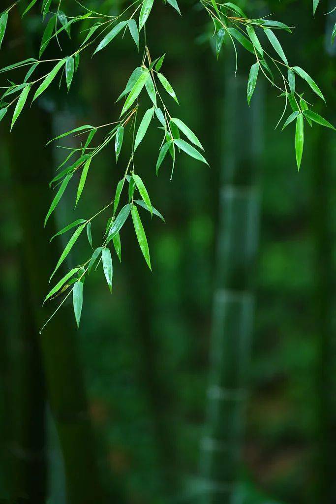 乡村背景音乐纯音乐笛子_乡村乐谱_我的乡村生活笛子独奏谱