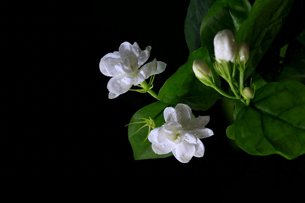 茉莉花二胡谱_茉莉花二胡谱_茉莉花二胡谱