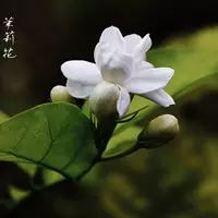 笛子茉莉花好听_笛子独奏《茉莉花》_好一朵茉莉笛子曲普