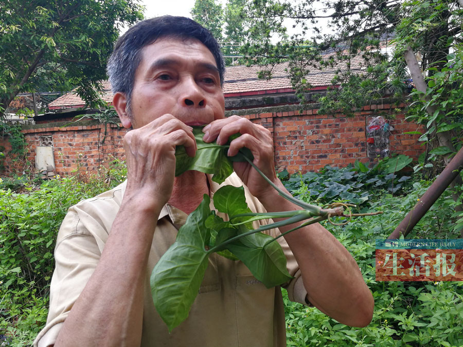 小草笛子音普_小草笛子曲_小草笛子独奏