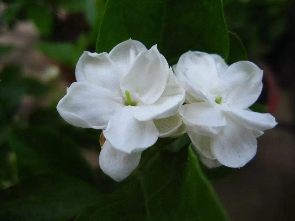 萨克斯茉莉花曲谱_茉莉花谱子萨克斯_茉莉花萨克斯谱五线谱