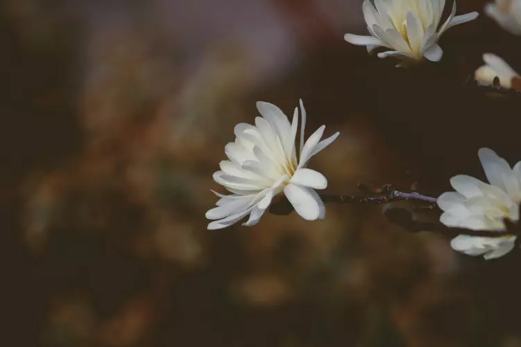 刘德华半生缘歌曲曲谱_刘德华歌曲曲谱半生缘简谱_刘德华歌曲曲谱半生缘歌词