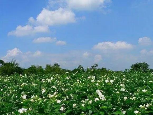 好一朵茉莉花口琴清吹