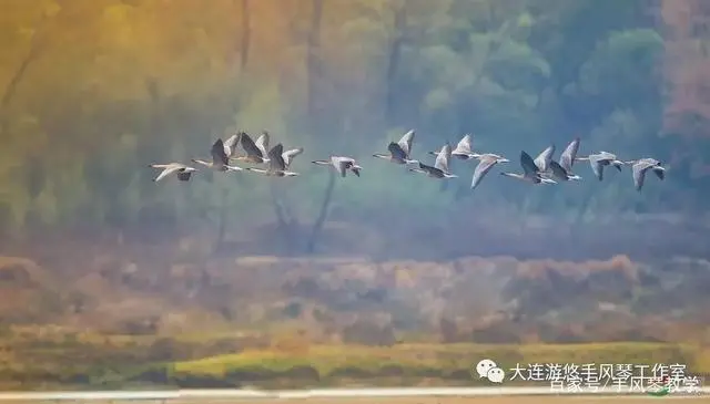 鸿雁笛子谱_鸿雁笛谱_鸿雁笛子曲