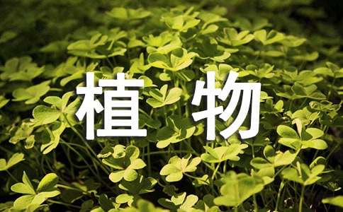 竹子植物作文15篇