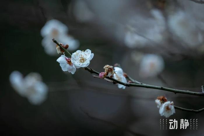 不可说笛子教学视频_不可说曲谱笛子独奏_不可说笛谱