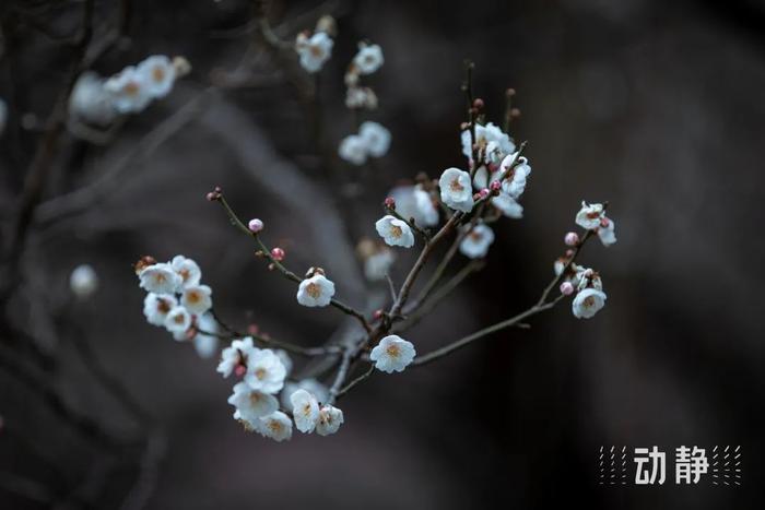 不可说曲谱笛子独奏_不可说笛子教学视频_不可说笛谱