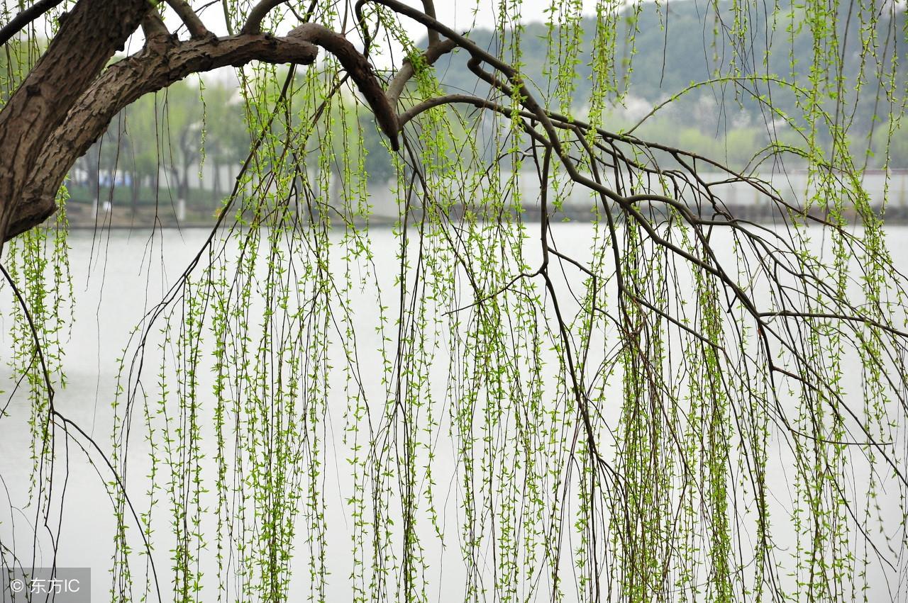 小草笛子曲_小草笛子_小草笛子音普