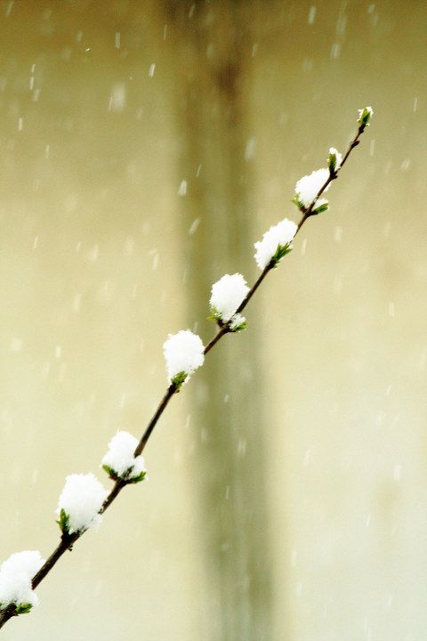 散文：落雪随喜，人生随想