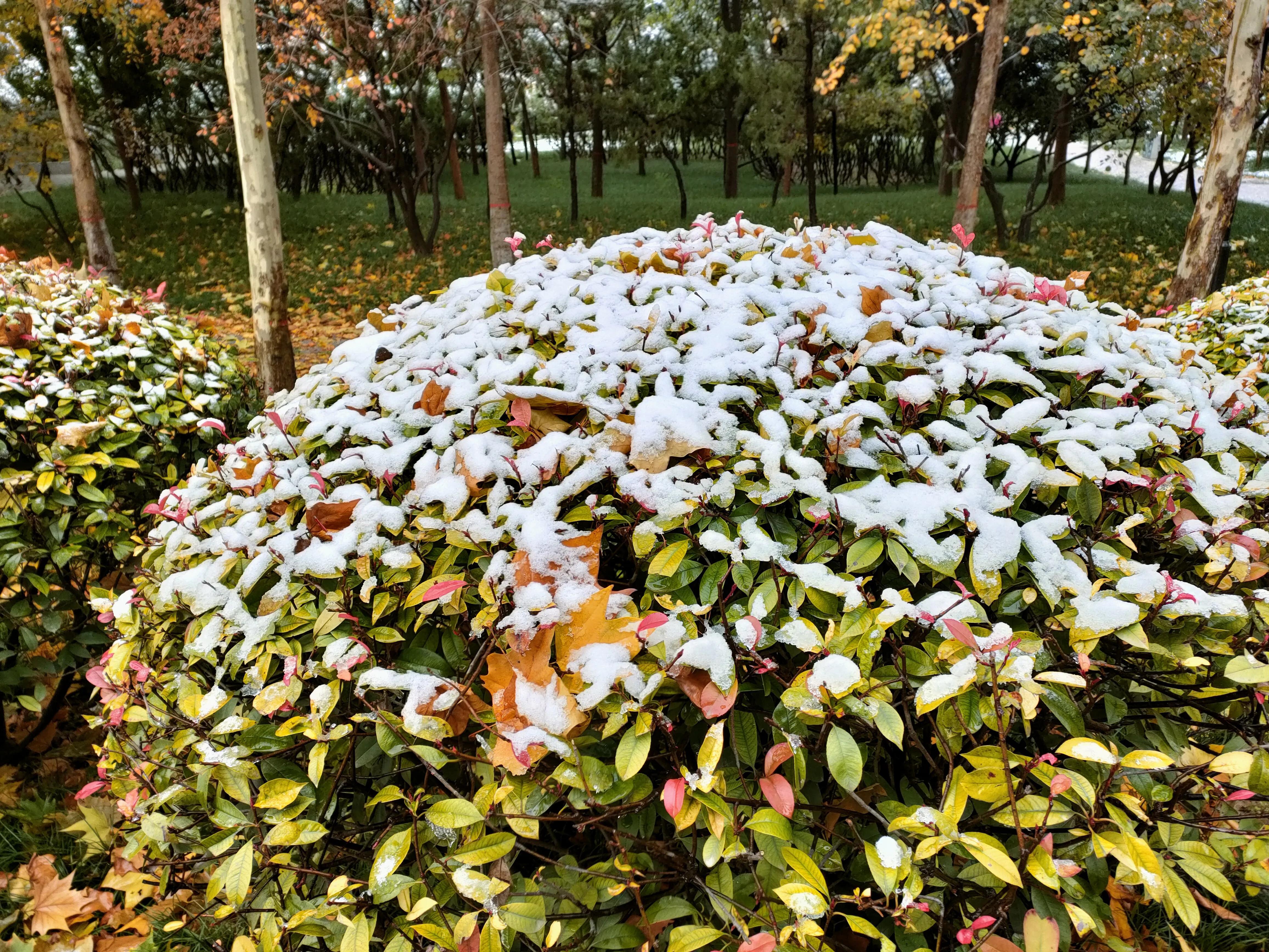 钢琴曲初雪教学视频_钢琴曲初雪简谱_初雪钢琴曲