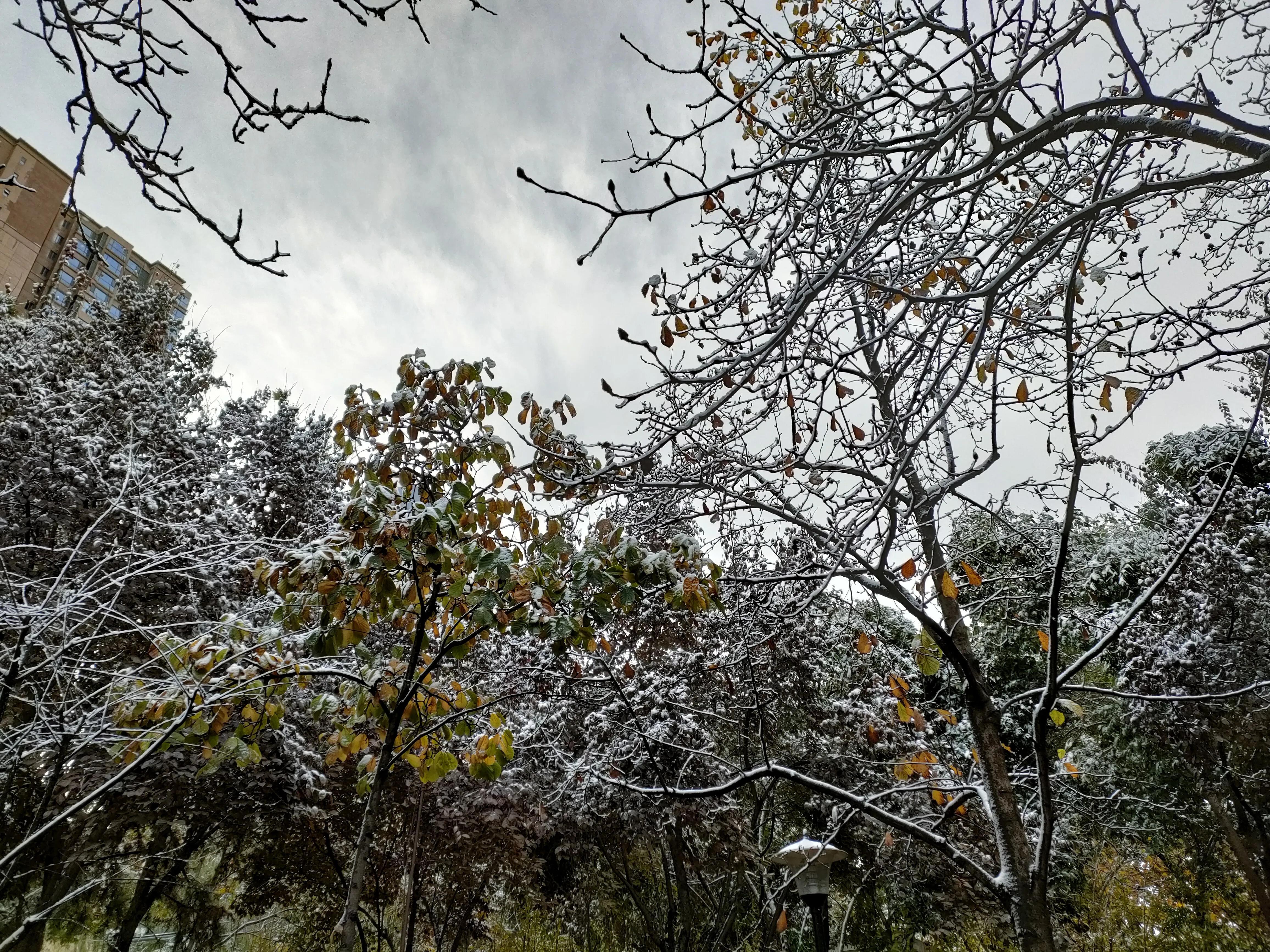 初雪钢琴曲_钢琴曲初雪简谱_钢琴曲初雪教学视频